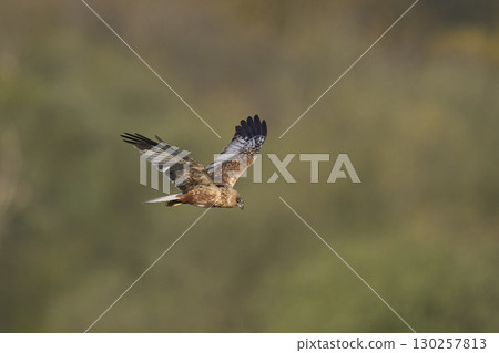 Marsh Harrier in flight 130257813
