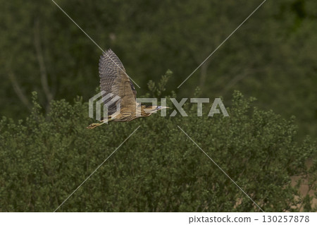 Bittern in flight over the Somerset Levels 130257878