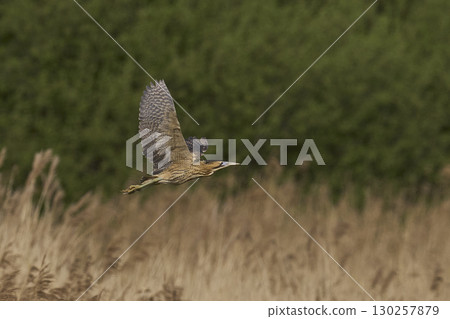 Bittern in flight over the Somerset Levels Bittern in flight over the Somerset Levels 130257879