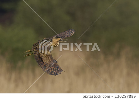 Bittern in flight over the Somerset Levels 130257889