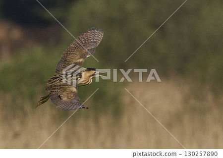 Bittern in flight over the Somerset Levels 130257890