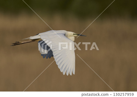 Great White Egret in flight over the Somerset Levels Great White Egret in flight over the Somerset Levels 130257959