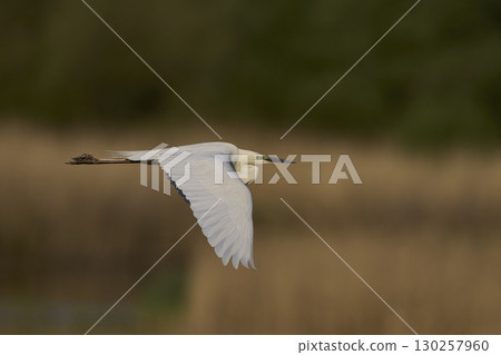 Great White Egret in flight over the Somerset Levels 130257960