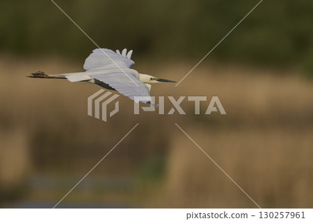 Great White Egret in flight over the Somerset Levels 130257961