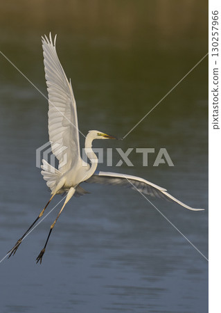 Great White Egret in flight over the Somerset Levels 130257966