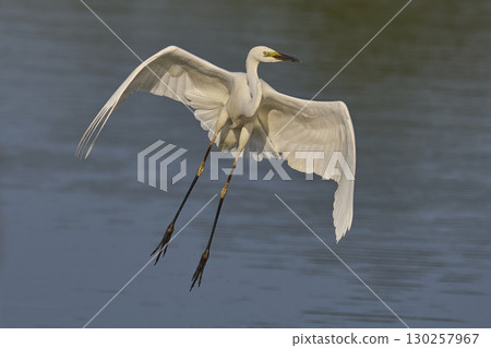 Great White Egret in flight over the Somerset Levels 130257967