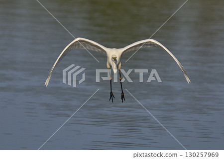 Great White Egret in flight over the Somerset Levels Great White Egret in flight over the Somerset Levels 130257969