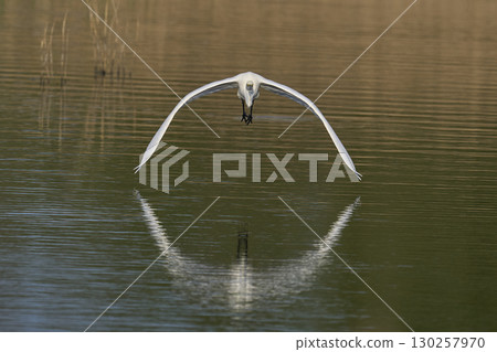 Great White Egret in flight over the Somerset Levels 130257970