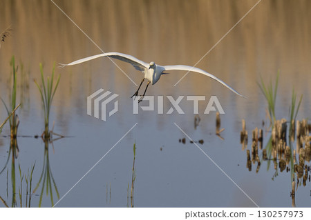 Great White Egret in flight over the Somerset Levels Great White Egret in flight over the Somerset Levels 130257973