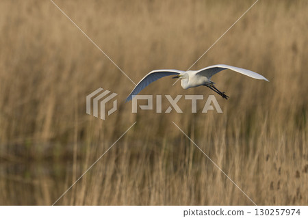 Great White Egret in flight over the Somerset Levels 130257974