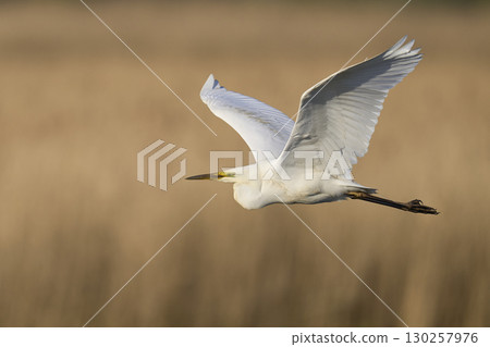 Great White Egret in flight over the Somerset Levels 130257976