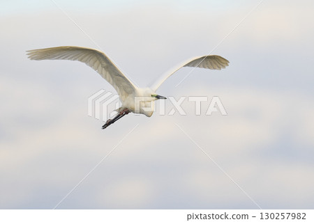 Great White Egret in flight over the Somerset Levels 130257982