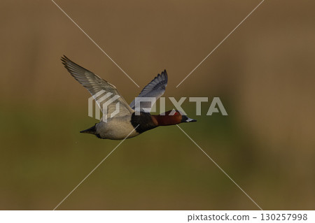 Pochard in flight 130257998