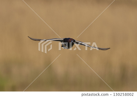 Pochard in flight 130258002