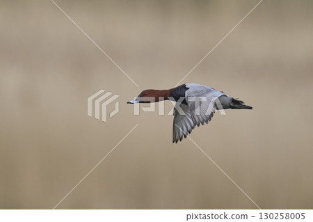 Pochard in flight 130258005