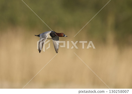 Pochard in flight 130258007