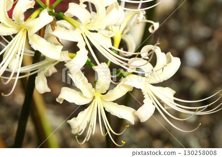 白色簇狀孤挺花 130258008