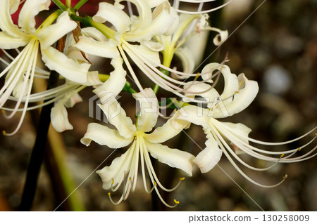 白色簇狀孤挺花 130258009