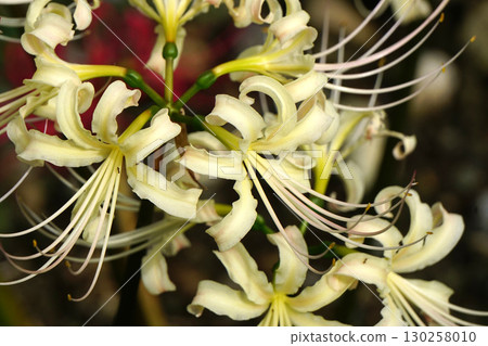 White cluster amaryllis White cluster amaryllis 130258010