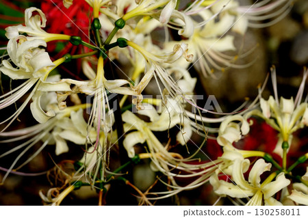 白色簇狀孤挺花 130258011