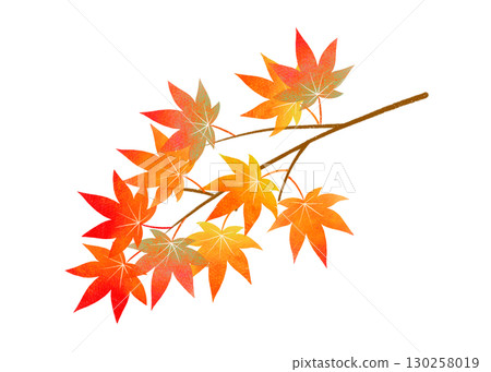 秋天色彩繽紛的楓樹枝 秋天色彩繽紛的楓樹枝 130258019