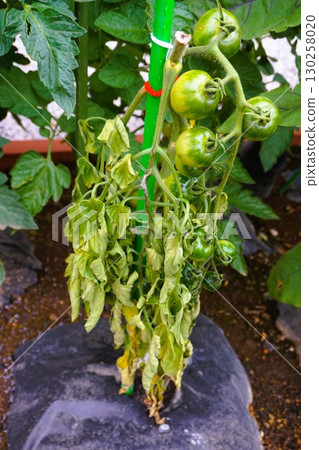 Tomato bacterial wilt Tomato bacterial wilt disease Tomato bacterial wilt Tomato bacterial wilt disease 130258020