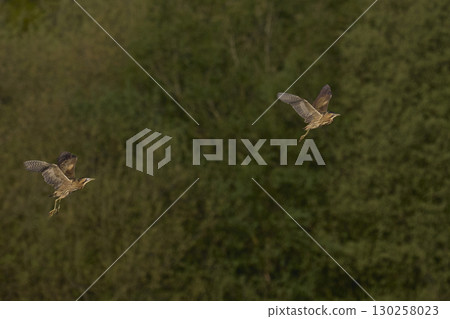Bittern chasing a rival 130258023