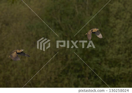 Bittern chasing a rival Bittern chasing a rival 130258024