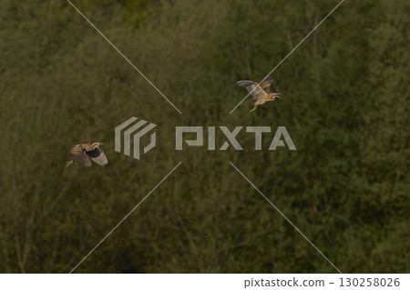 Bittern chasing a rival 130258026