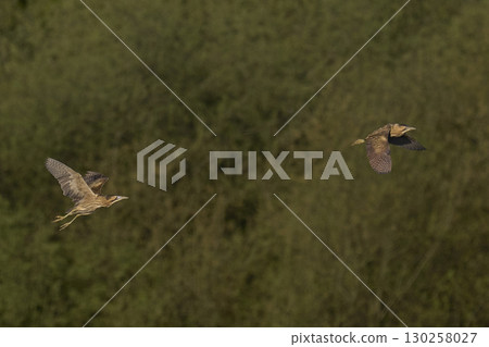 Bittern chasing a rival Bittern chasing a rival 130258027