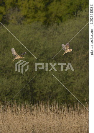 Bittern chasing a rival 130258028