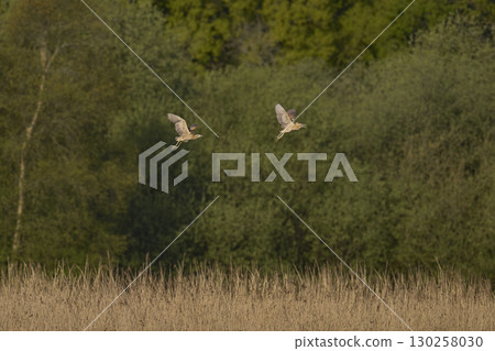Bittern chasing a rival 130258030