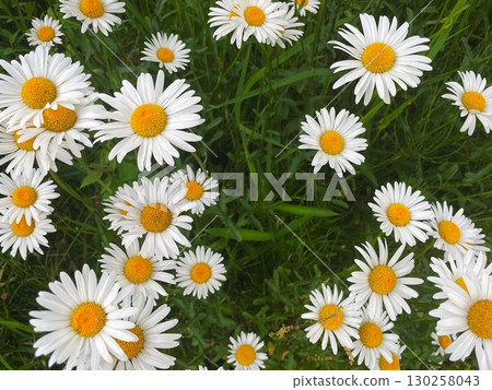 一簇盛開的美麗沙斯塔雛菊，花心為黃色，花瓣為白色 130258043