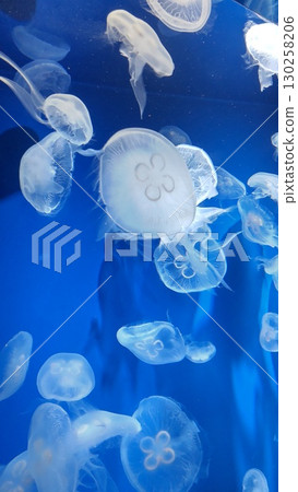 Mysterious moon jellyfish 130258206