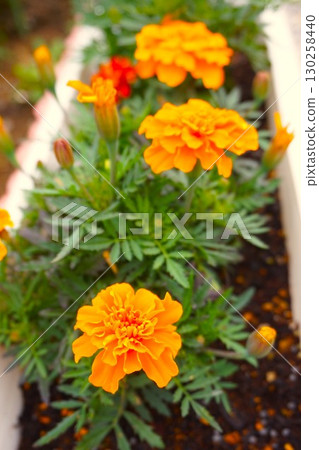 Marigold Companion Plants 130258440