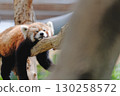 Red panda relaxing on a tree 130258572