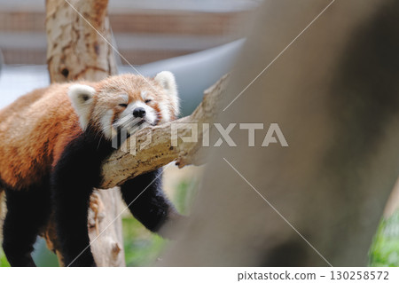 Red panda relaxing on a tree 130258572