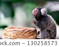 Common marmoset, a monkey eating food 130258573
