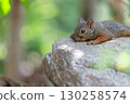 A squirrel relaxing on a stone 130258574