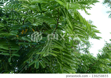 岩手縣八幡平市的合歡樹的葉子在傍晚時分垂下並閉合。 130258655