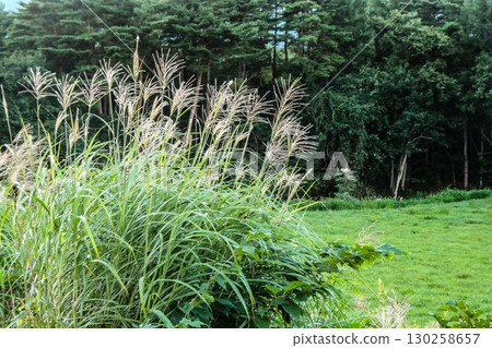 岩手縣八幡平填海區的綠地和紫芒 130258657