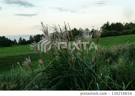岩手縣八幡平墾殖區的綠地和紫芒-初秋的高原 岩手縣八幡平墾殖區的綠地和紫芒-初秋的高原 130258658