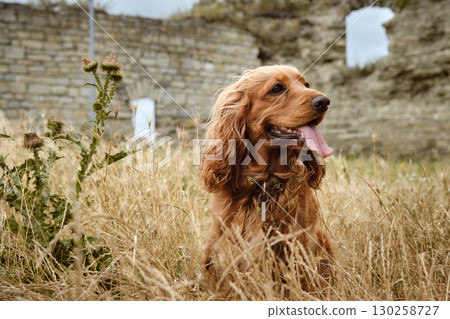English Cocker Spaniel Walking by Castle Ruins 130258727