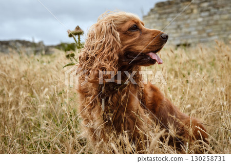 English Cocker Spaniel Walking by Castle Ruins 130258731