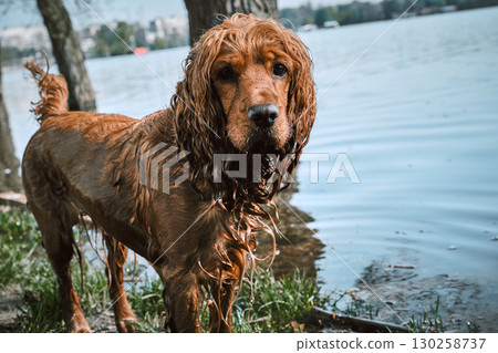 English Cocker Spaniel Playing in Water Outdoors. Dog running through shallow water in nature 130258737
