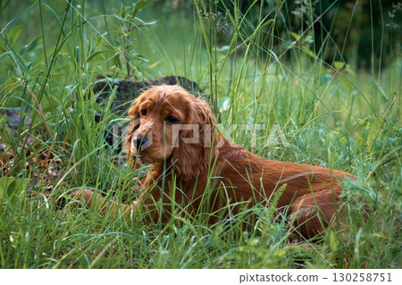 Red English Cocker Spaniel Walking in Forest 130258751