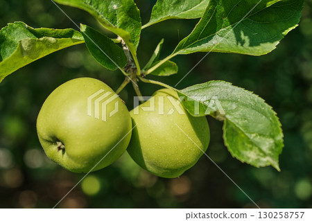 Close-up of ripe apples hanging on tree branch in orchard during harvest season Close-up of ripe apples hanging on tree branch in orchard during harvest season 130258757