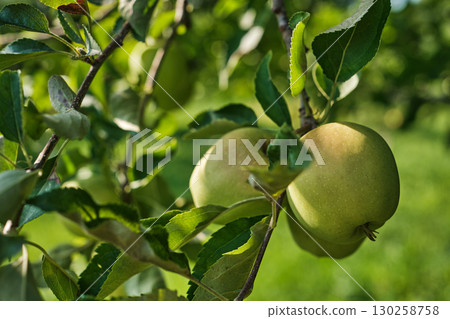 Ripe Apples on Tree Branch in Orchard Harvest Season 130258758
