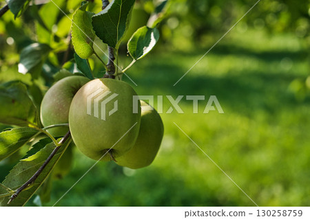 Ripe Apples on Tree Branch in Orchard Harvest Season 130258759
