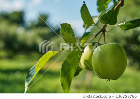 Ripe Apples on Tree Branch in Orchard Harvest Season 130258760